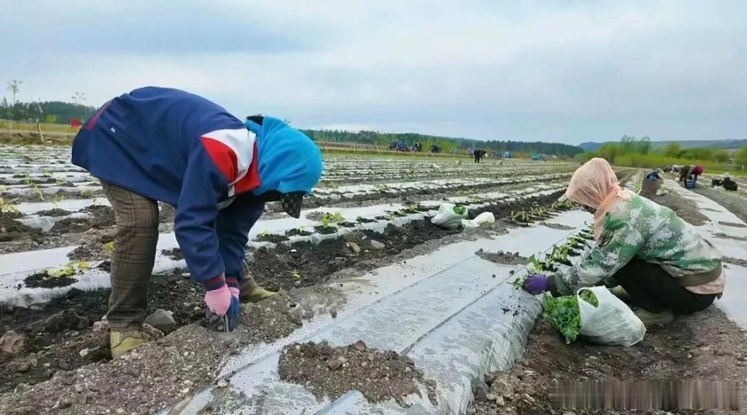 黑龙江网事万千气象看龙江近日，龙江森工八面通局公司幸福苗圃基地完成12万棵羽