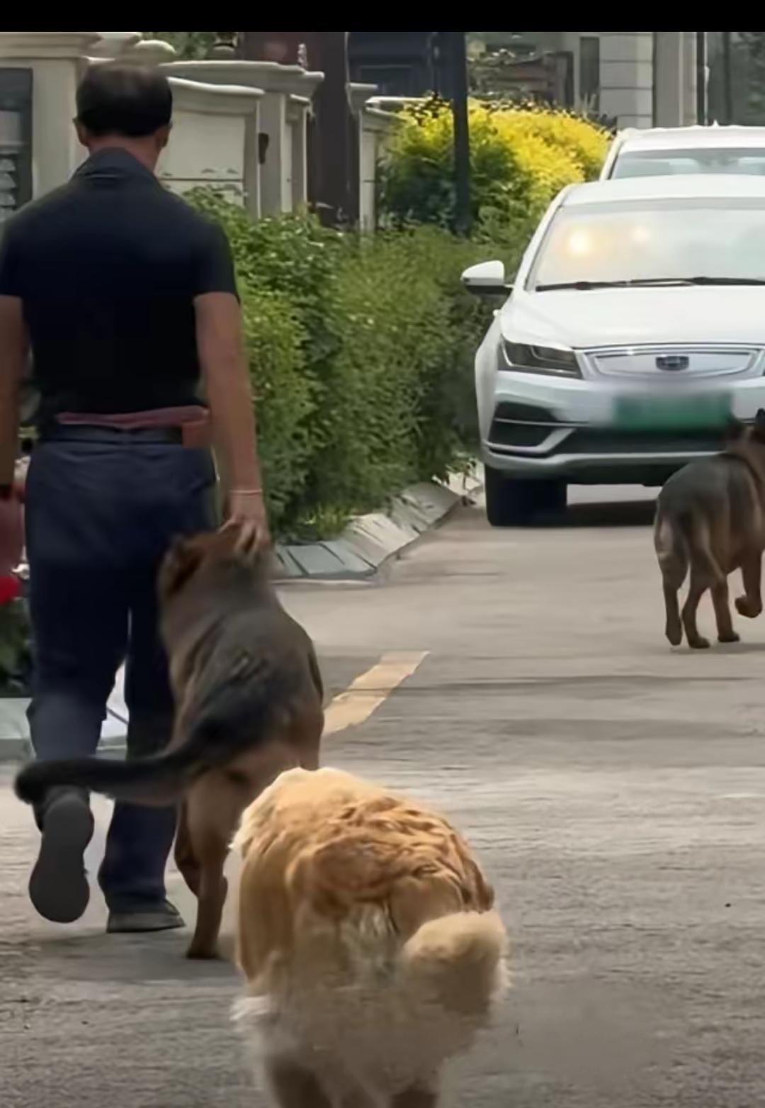 最讽刺的一幕来了！大庆男子养五六条大型犬含藏獒，常年遛狗不拴绳还屡伤人，新规之下