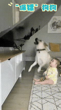 刷到这段视频，直接看哭了！这哪里是宠物，分明是拼了命守护小主人的“贴身保镖”！