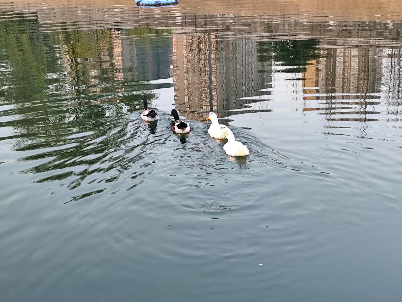 每天从护城河边走过，你有没有好奇过——河里那清亮的水，到底是什么水？全长14.6