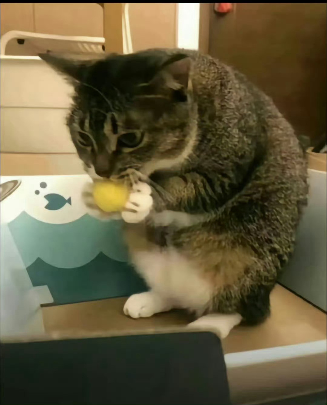 猫咪跟松鼠玩了几天后：