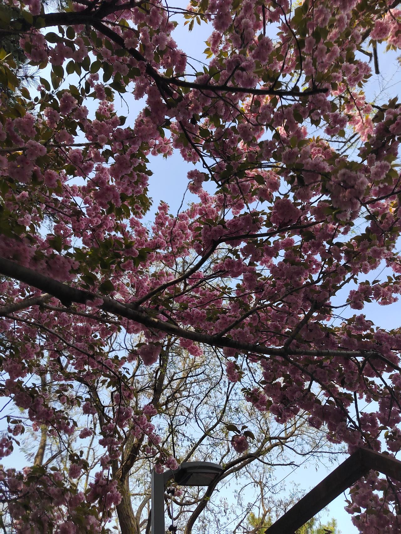 赏花为什么让人感到愉悦生活无解，就来看看春天的樱花吧