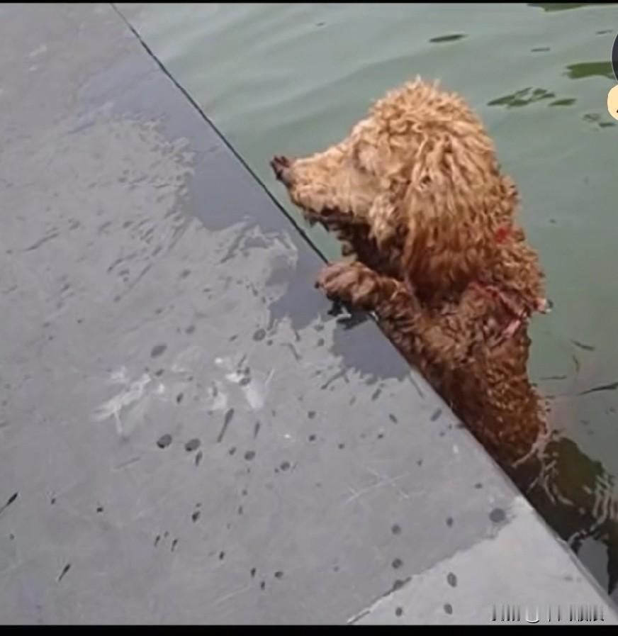 狗狗被遗弃后，奔波100多公里，只为找机会咬主人一口，报被弃于陌生城市之仇。狗遗