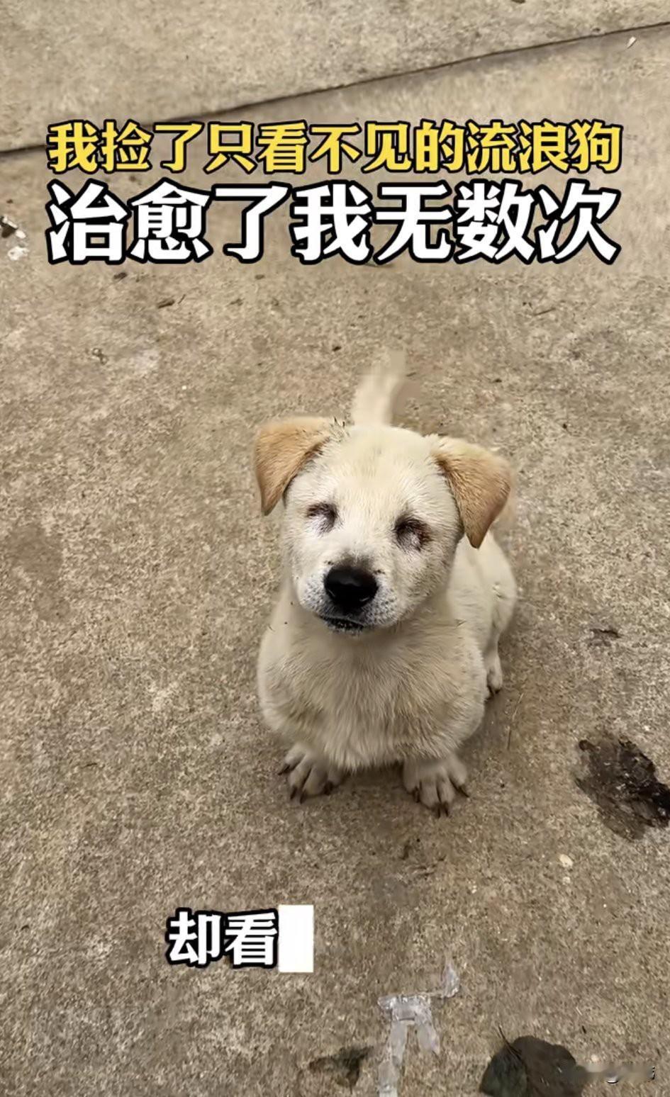 这天，一位小哥哥去散步，当他走到一条小路上的时候，看到了一只双目失明的流浪小狗蹲