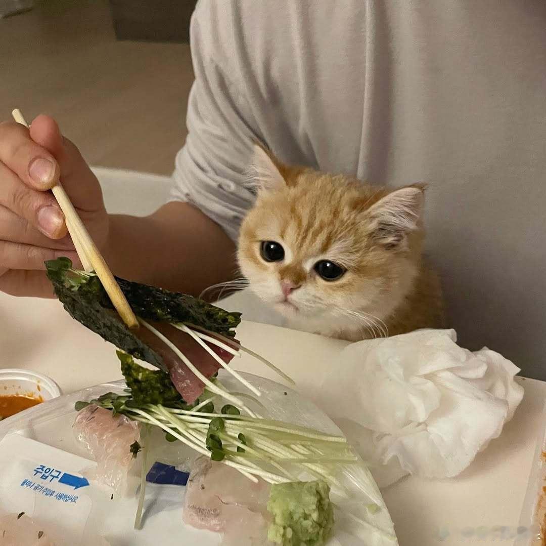 小馋猫😋🐟cr：hongcha_83​​​