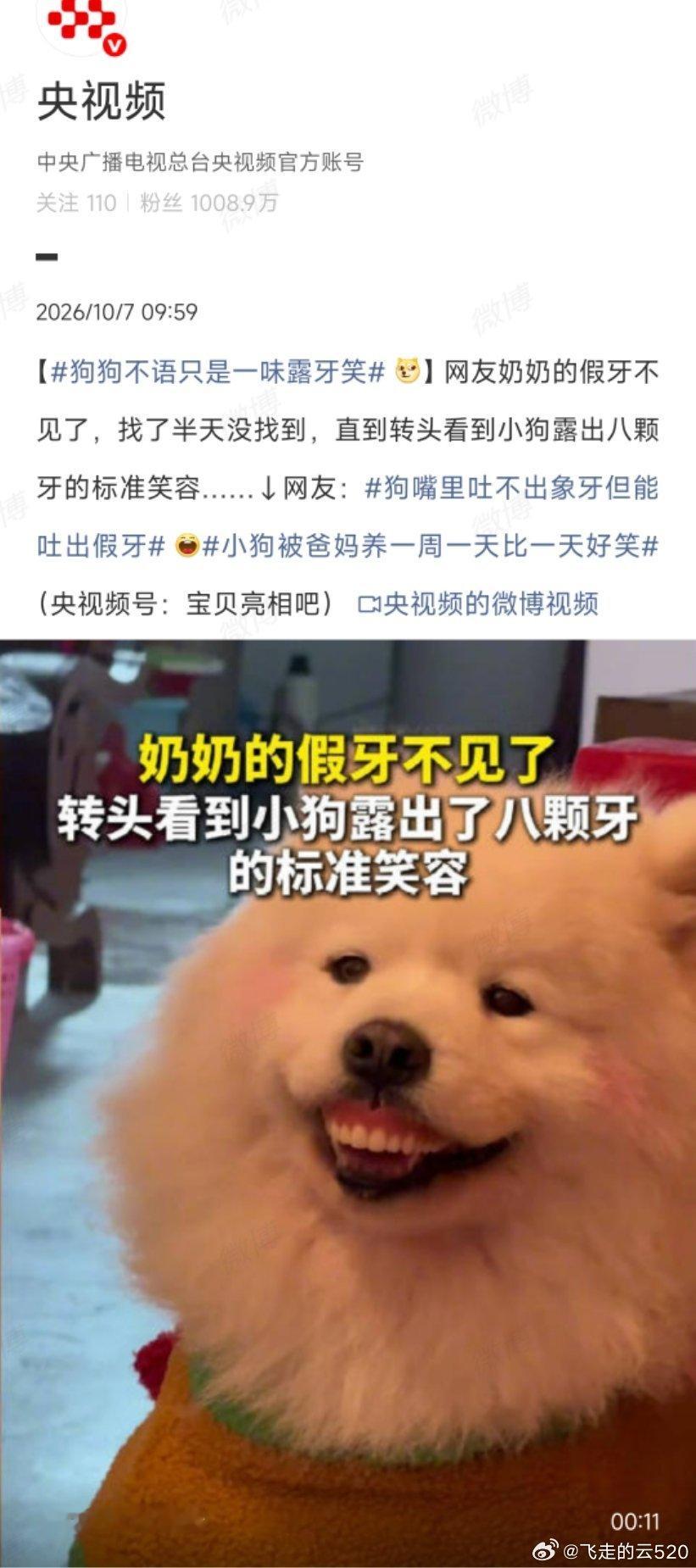 奶奶假牙不见小狗露八颗牙一家人配合拍段子为什么狗也能这么配合​​​