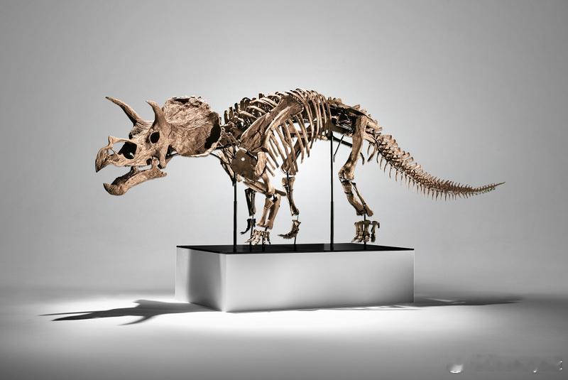 【全球首具“最完整幼年三角龙化石”亮相拍场以超5百万美元成交】国际拍卖行富艺