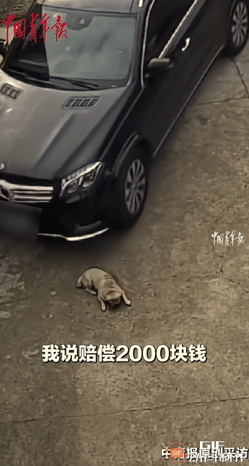 万万没想到！狗狗在自家院里休息，竟遭遇突如其来的“车祸”，因此丧命！从视频