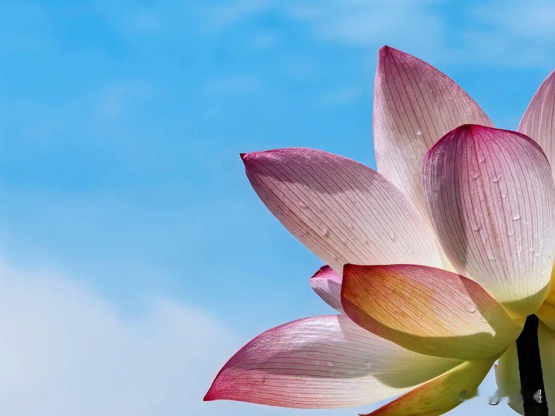 这么拍荷花，确实很美呀！构图和角度都很新颖。荷花一定要拍“全”吗？不一定吧。