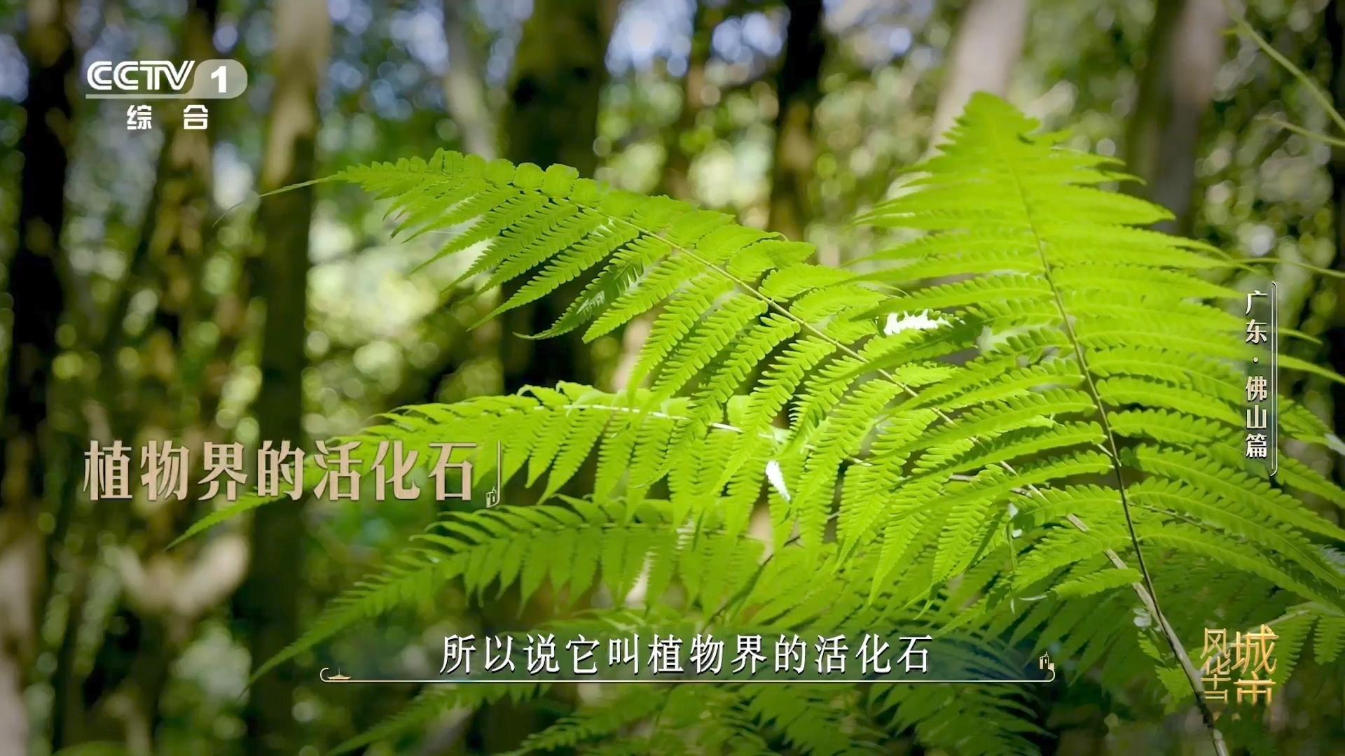 金毛狗是一种植物佛山在荒山种1000多万株树褪去荒山荒芜底色，千万绿植铺满山，金