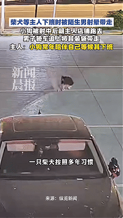 太气人了！近日四川德阳，一只柴犬像往常一样守在店铺门口等着主人忙完一起回家，一名