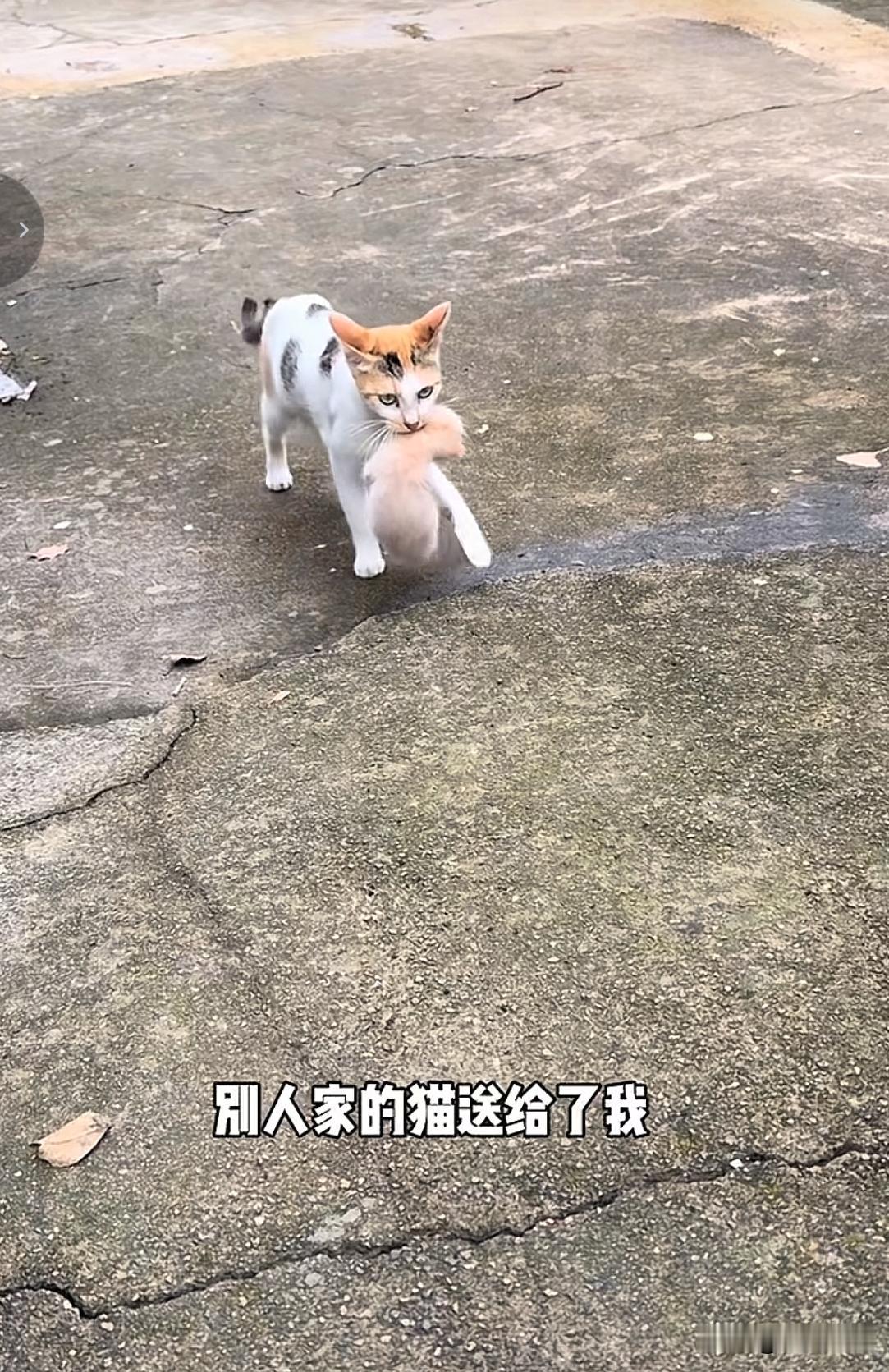 今天讲一件轻松又搞笑的事情。一个网友拿罐头喂了一只三花猫，隔天的早上，网友就发