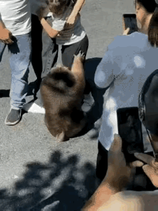 不是说为母则刚嘛，你倒是踹死这个泼猴啊打架猴子犬山打狗进村打狗犬山打狗进