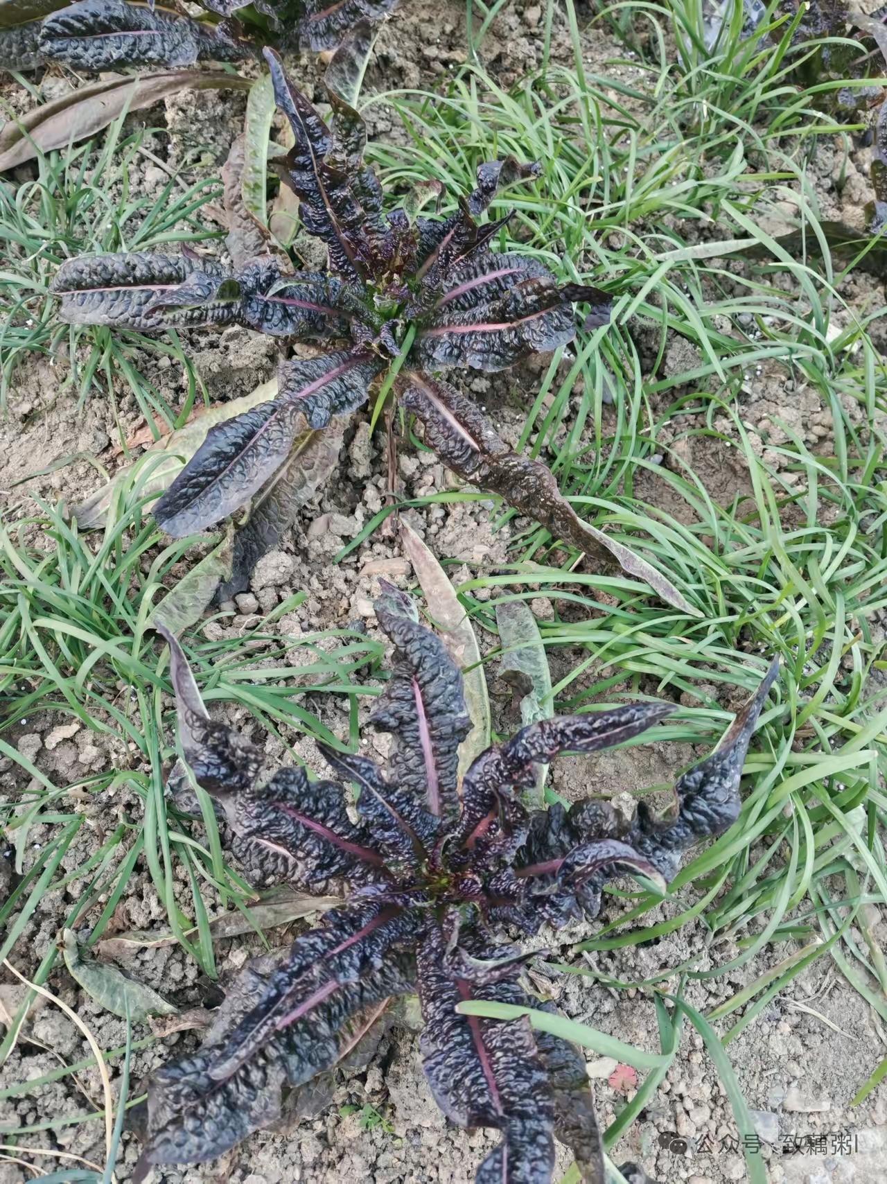 体制内的金饭碗：第一金饭碗：电力公司第二金饭碗：烟草公司第三金饭碗：公安局