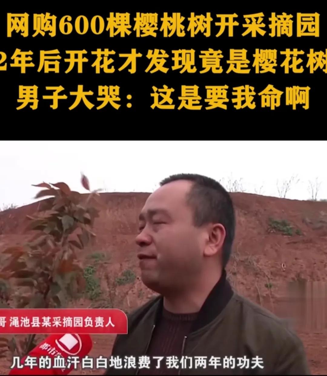 河南三门峡，男子网购600棵樱桃树开采摘园，辛苦照料2年后，开花时才发现是樱花树
