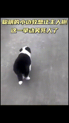真的被这只心机小狗狗萌化了！网友带着自家圆乎乎的小狗出门散步，走到半路，小