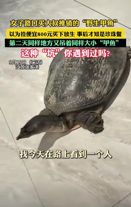 肠子都悔青了！”近日江苏，一女子在路边花800块买了只20多斤的“野生大甲鱼”，