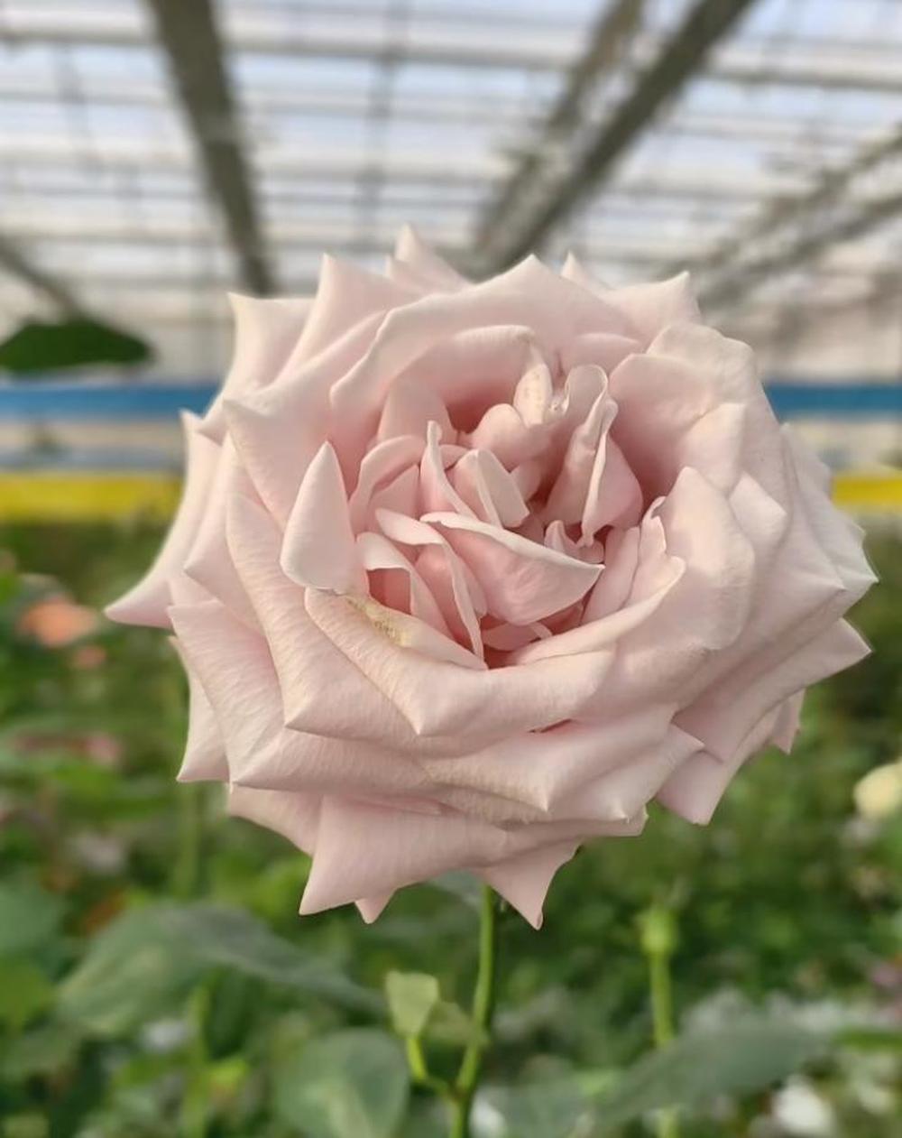 “娇龙”月季正式命名后, 一新疆民宿要给云南游客打五折