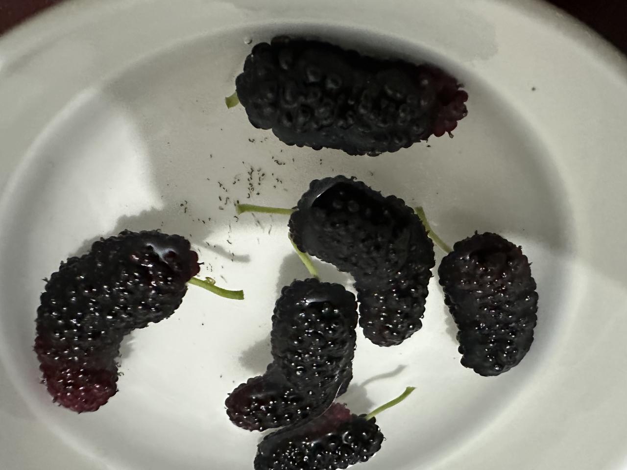 桑葚泡盐水，水中竟然真的出现了极其细小白色透明的会蠕动的小虫子！桑葚是前几日