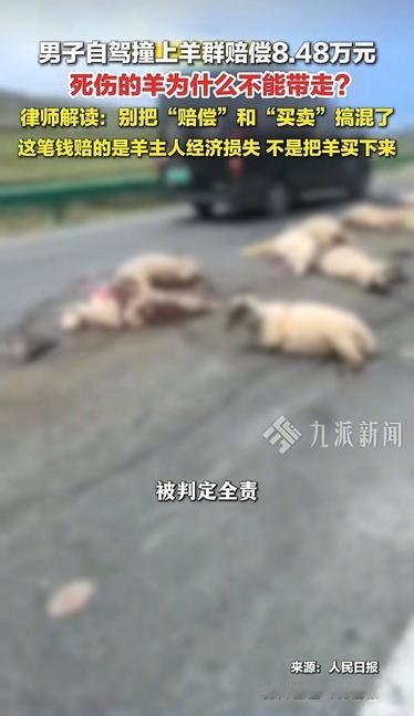 撞死53只羊赔了8万4，羊却一只都带不走？车主当场懵了：我这是赔钱，还是"买了个