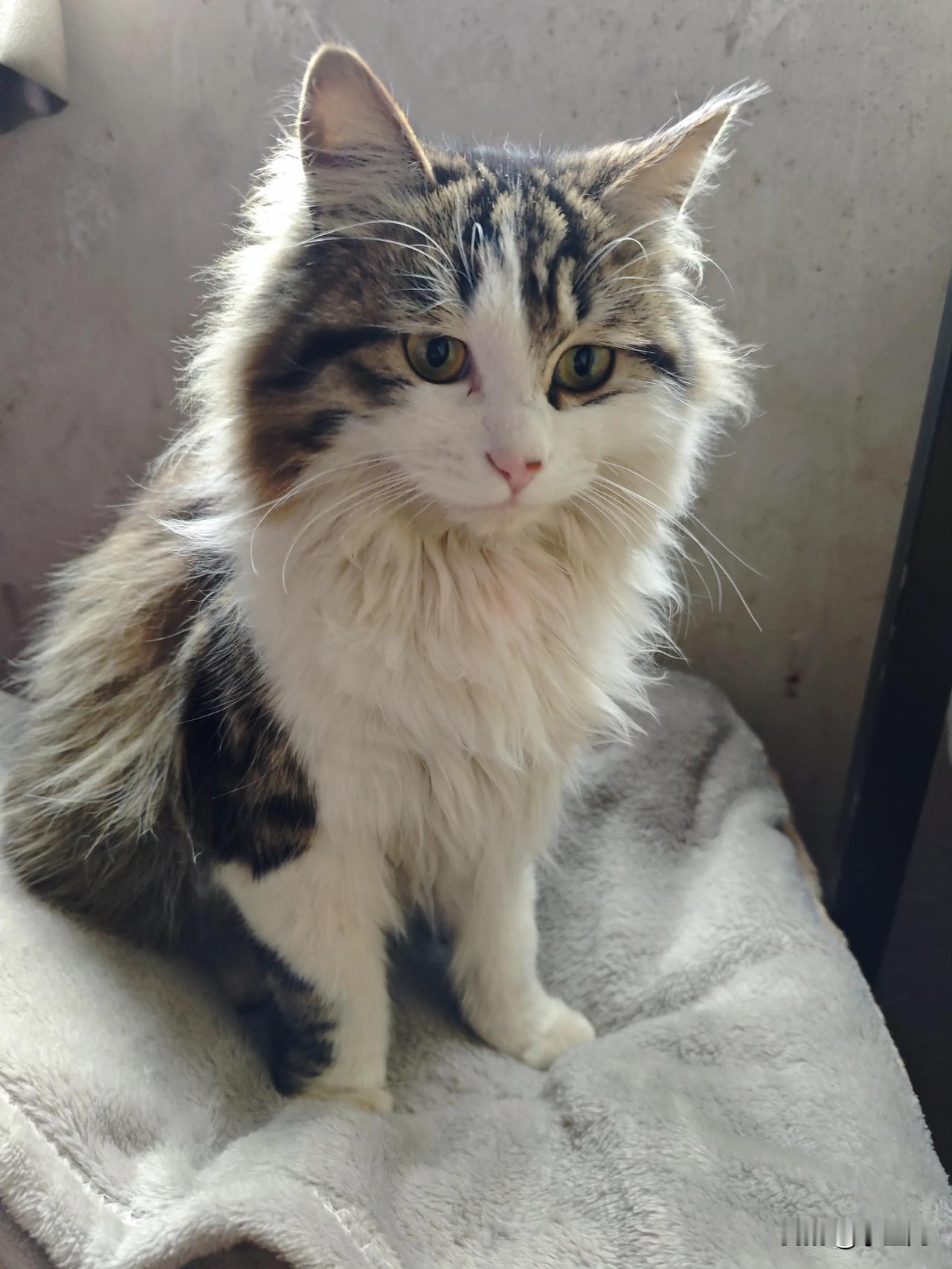 这只猫，把日子过成了“大爷范儿”你看这只猫，往这儿一趴，爪子搭在箱子上，眼