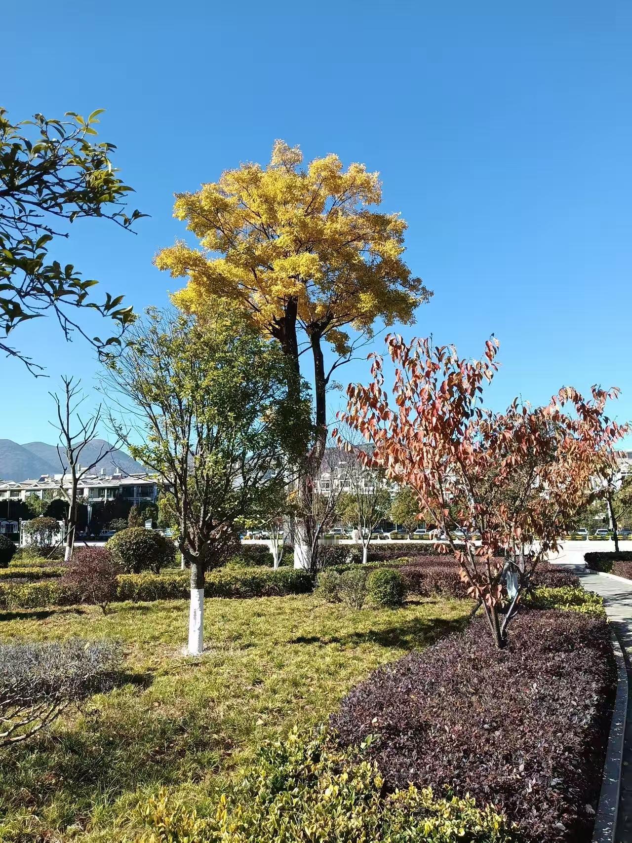 我的母亲就是一个蠢女人。也是长大了才知道。我们在广东定居，母亲一直跟我们住，这些