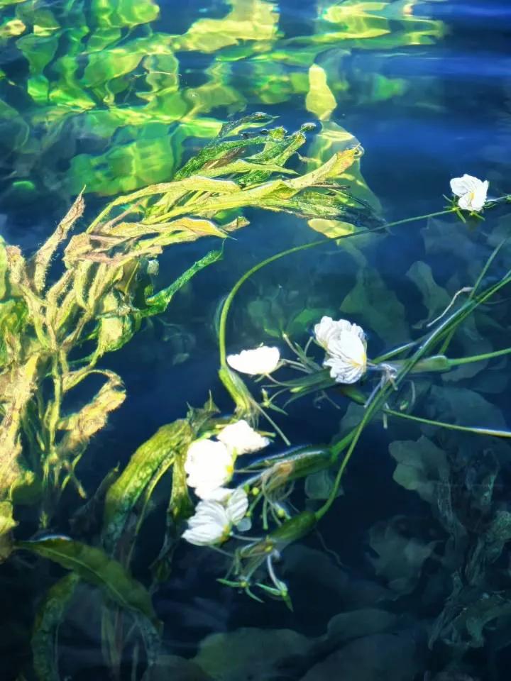 海菜花，云南就叫水性杨花[笑着哭]大千世界，无奇不有我只想问问好吃吗？