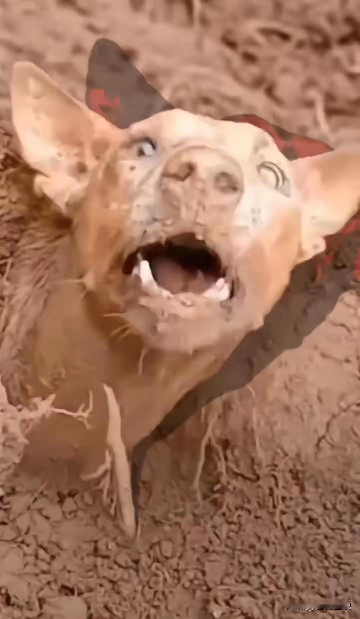 12月16日报道，警犬追捕毒贩时，突然停住，死活不往前走了，拽绳，不动，下命令，