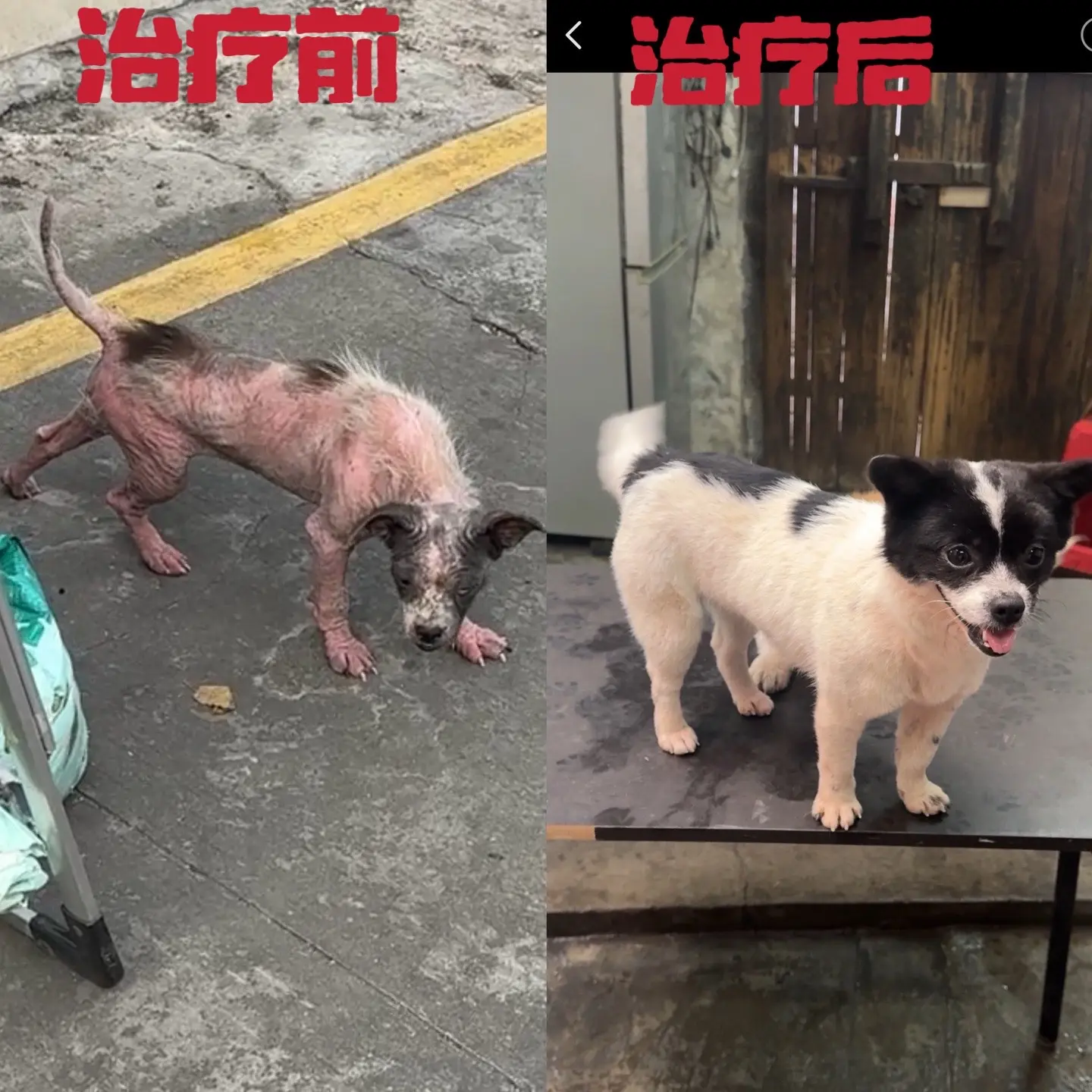 这些我们也救助了几十个无家可归的流浪毛孩子，我发现被主人抛弃的毛孩子大...