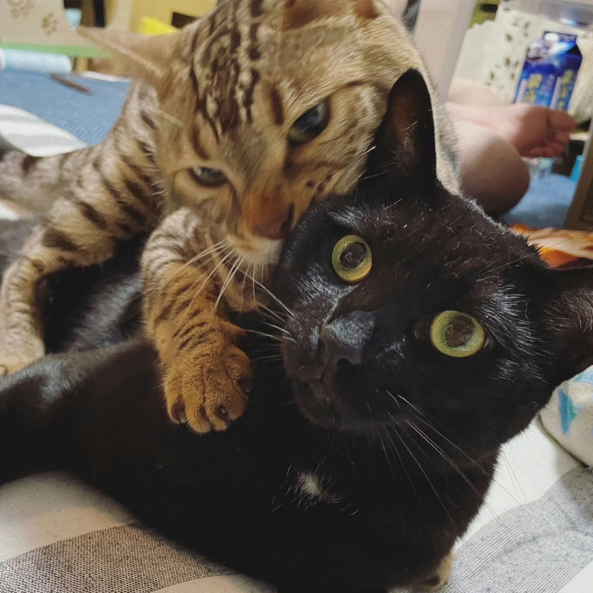 猫咪长大了🙃🙃​​​