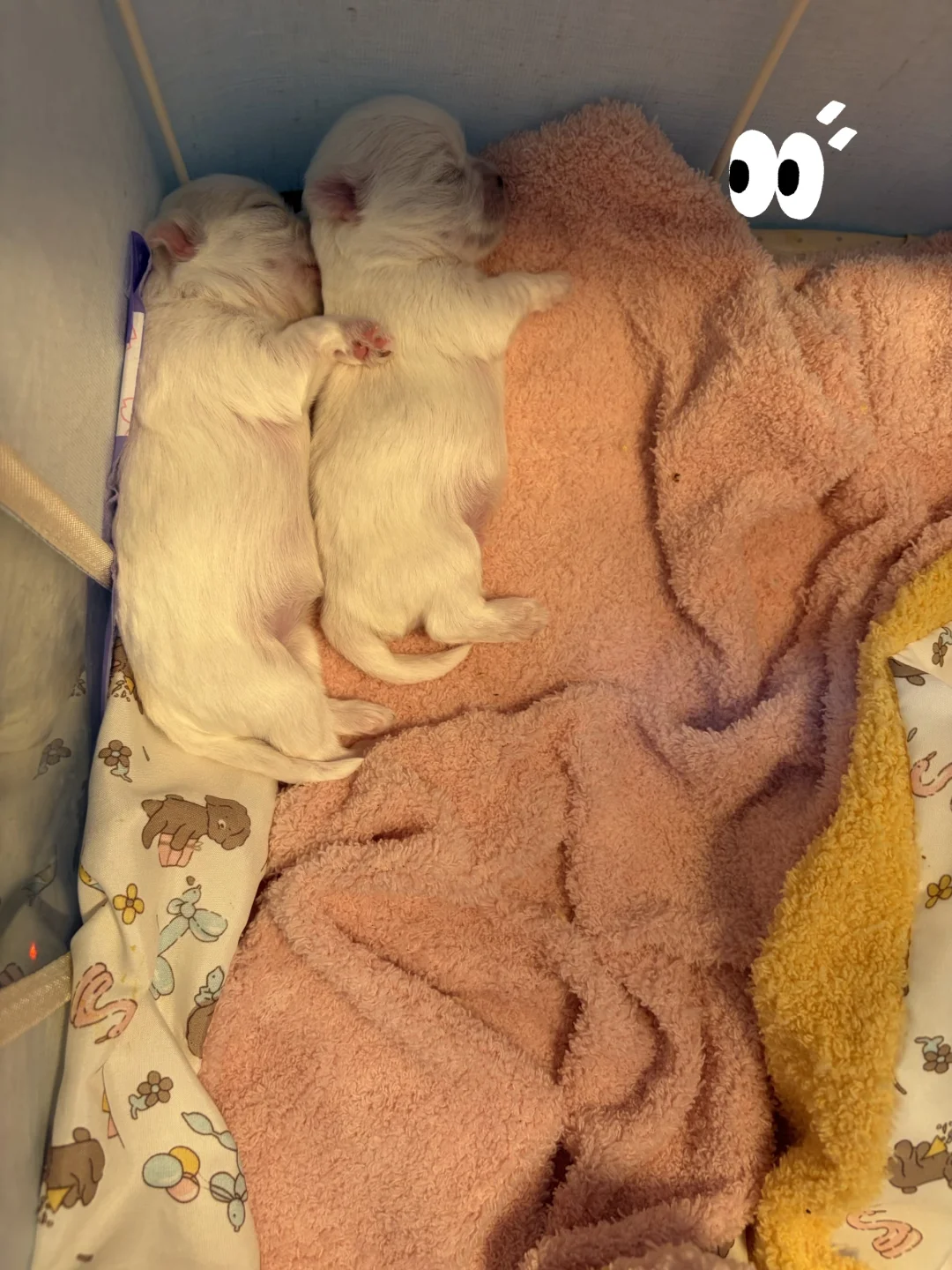 两只小奶猪太可爱了吧🤩🤩