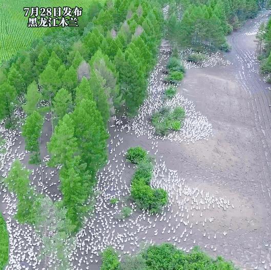 黑龙江大哥打工嫌挣钱太慢，包下整片林地养13万只大鹅，单只卖150元，全