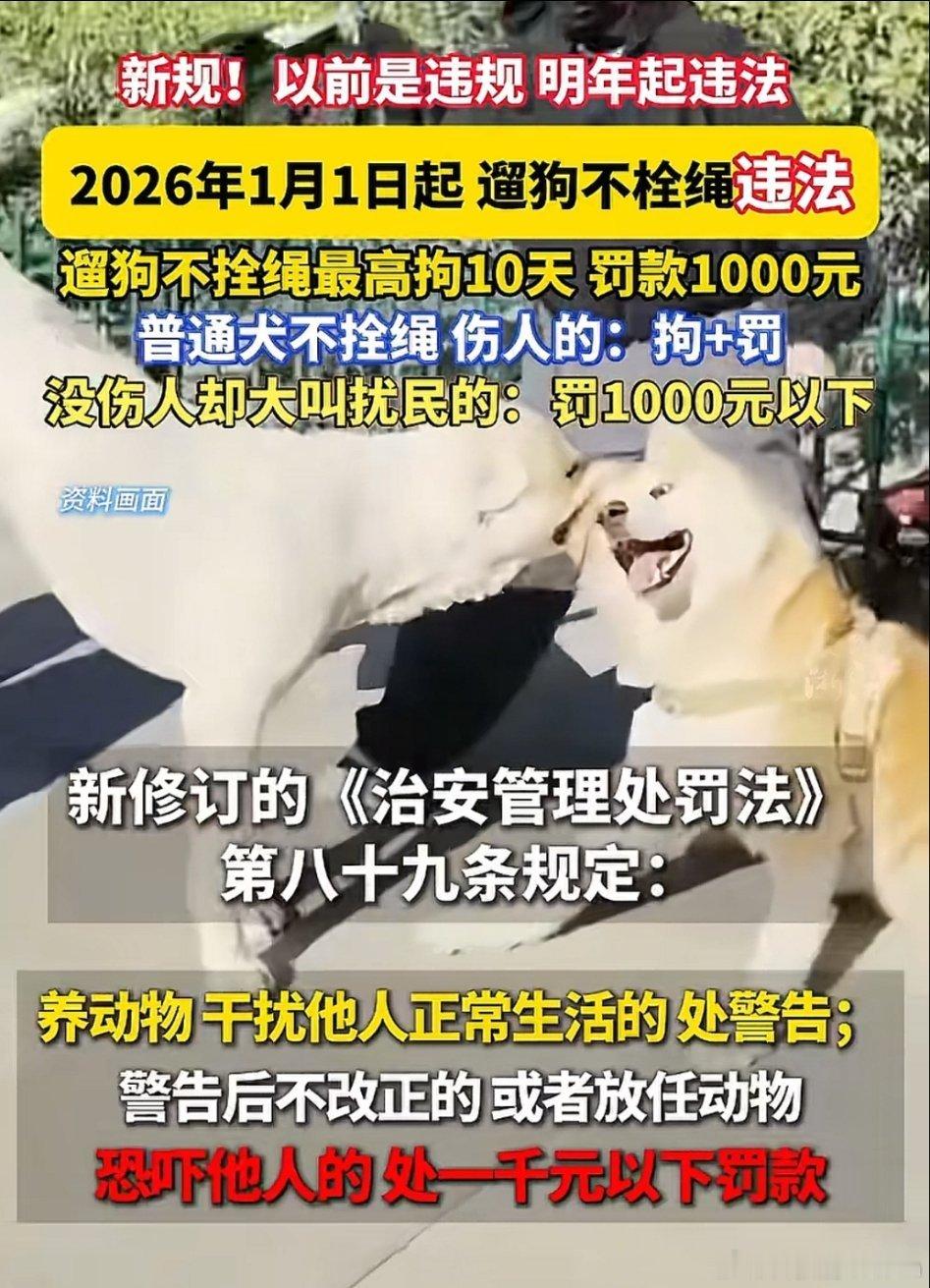 终于与国际接轨了！流浪猫狗或者宠物扰民问题可以得到解决了，动物伤人可以拘留。明年