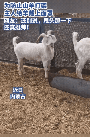 内蒙古一位养殖户被家里爱打架的羊愁得睡不着觉，几只公羊一见面就疯狂顶头，经常撞得