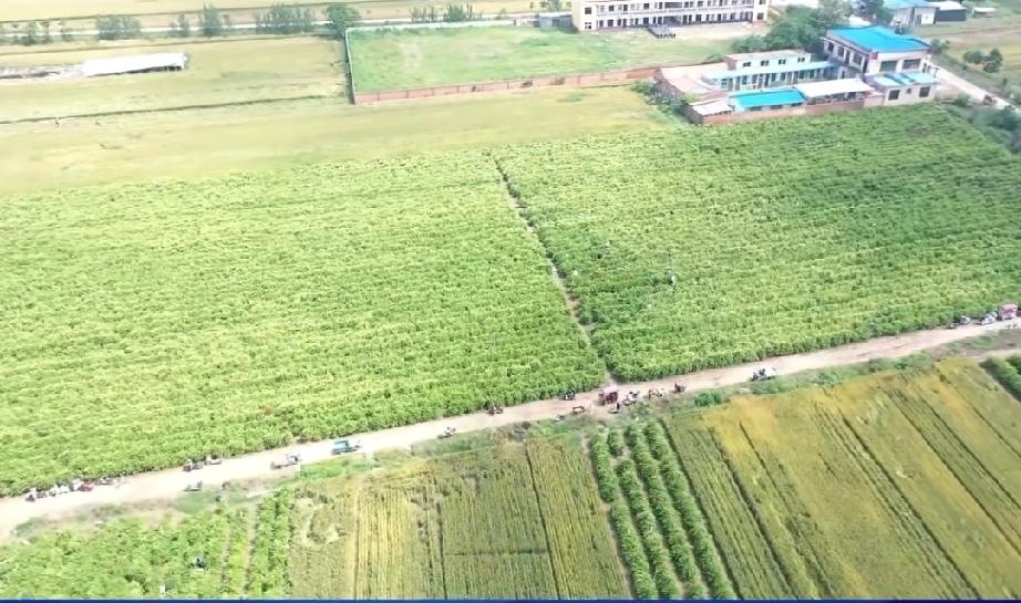 曹县魏湾镇蔡洼村百亩金银花蔡洼村金银花种植基地百亩金银花，连片的藤蔓郁郁葱葱