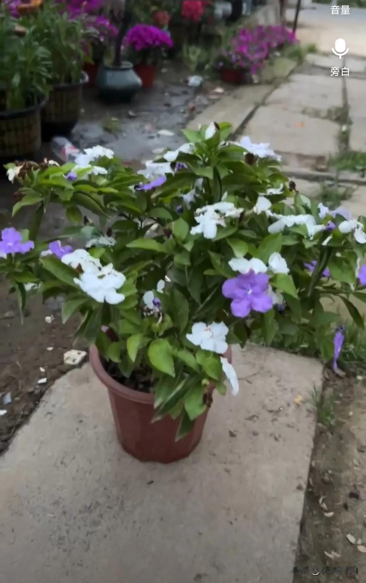 双色茉莉双色茉莉初开时是淡紫色，随着时间的推移，颜色渐渐变成了白色。同一植株