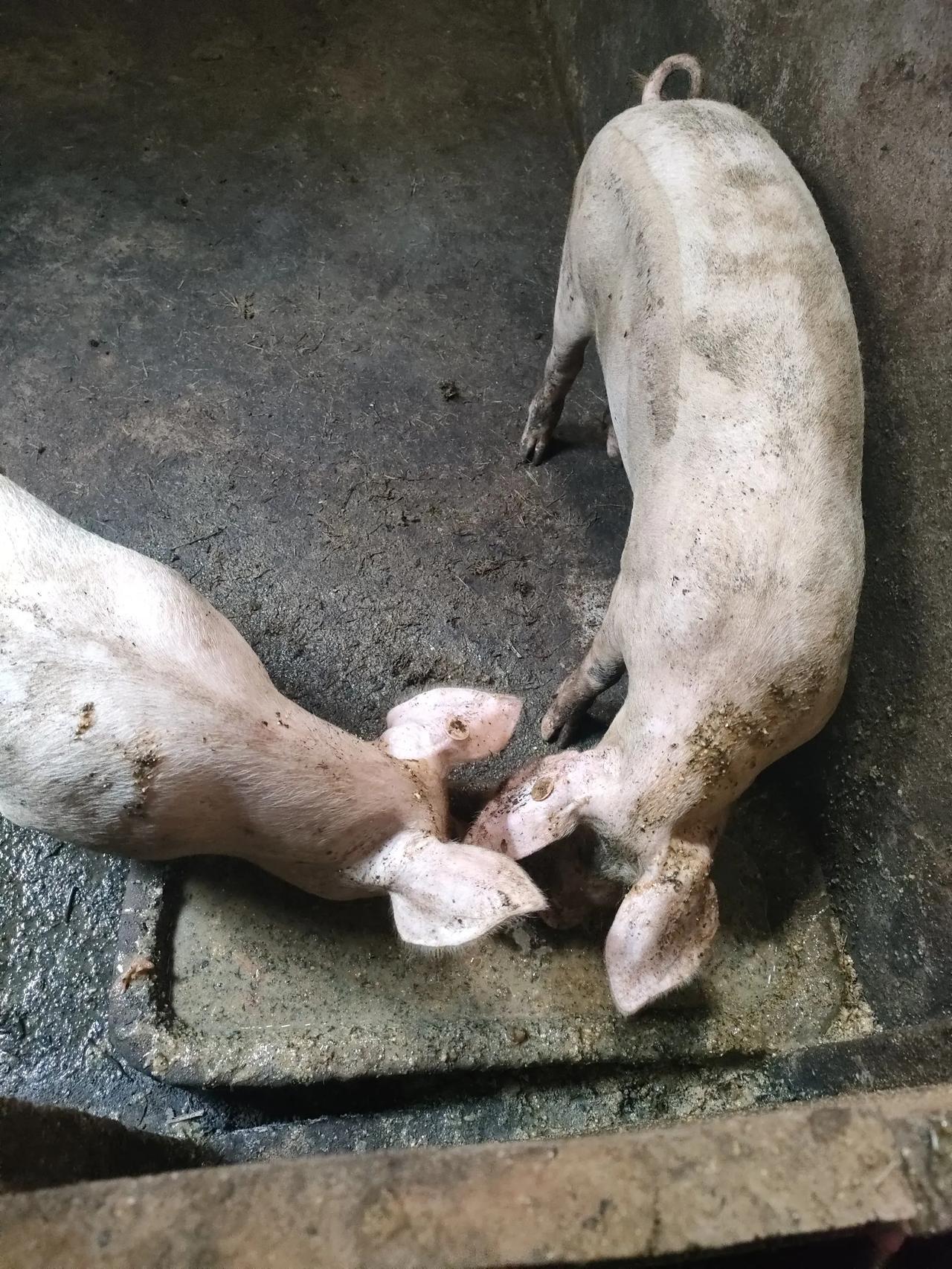 四川人养猪有多用心？我看着公婆养猪的过程太精细了，我觉得我都不配养猪[捂脸哭]为
