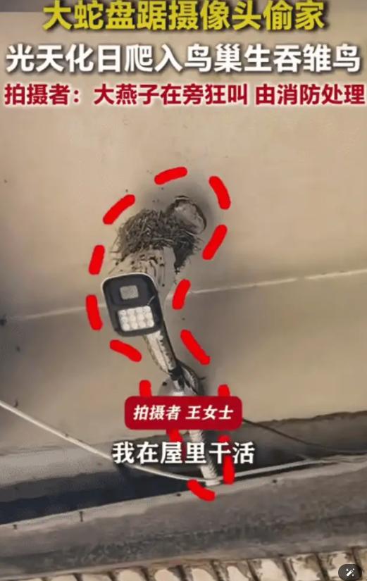 "太暖心了！"河北承德，女子看到大蛇钻到燕子窝吃小燕子。没想到女子急得直接掏出