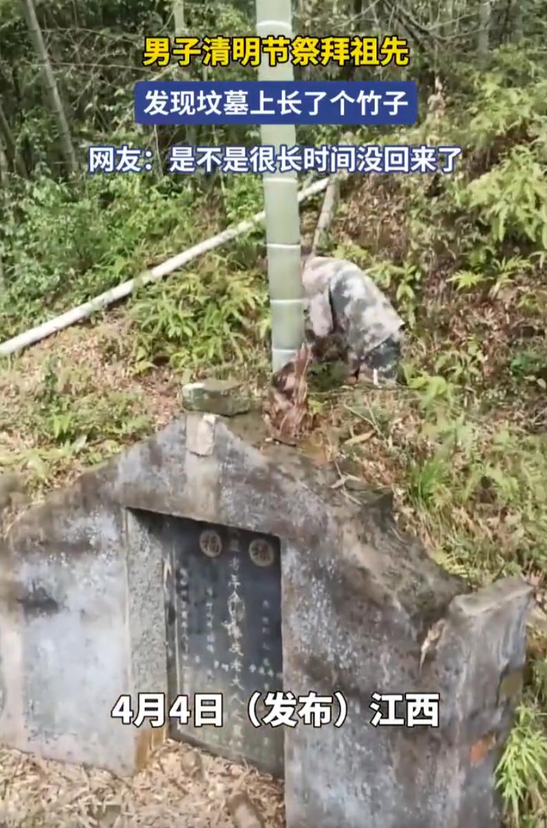 江西，一男子清明上山祭祖，结果到了地方，却发现祖先的坟上竟然长了一根竹子，而且不