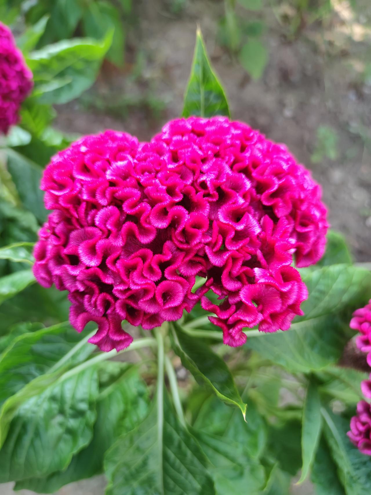 秋日盛开的鸡冠花鸡冠花花形硕大，花色艳丽，秋日盛开，在绿叶的衬托下，格外