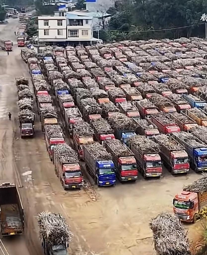 一家糖厂带火了一座城市！广东茂名化州耀明糖厂，因“拉多少，就收多少！”敞开糖厂