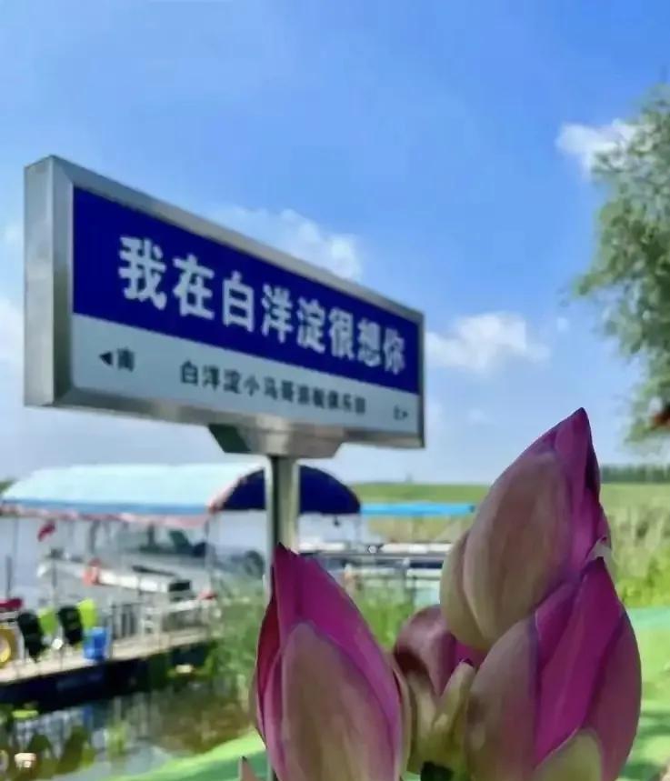 河北白洋淀景区已经承诺不扎胎了，让大家伙赶紧去呢！这是真的吗？真不扎胎了？我咋