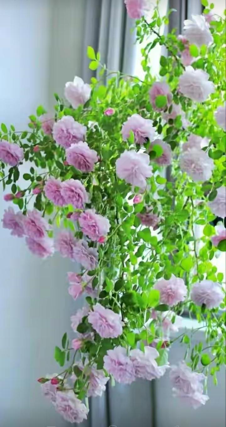 春风拂面，花开满城。不必远赴花海，不必刻意寻景，只要遇见一簇盛放的海棠，粉白