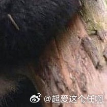 熊猫守护者|‎熊猫守护者你走过的路，会成为回忆里的风景；你所有经历，会成为