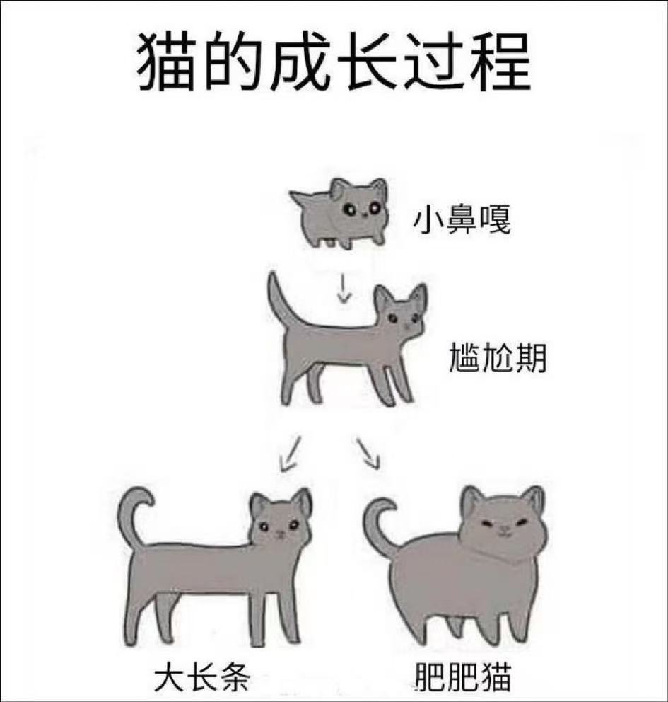 猫咪进化路线​​​