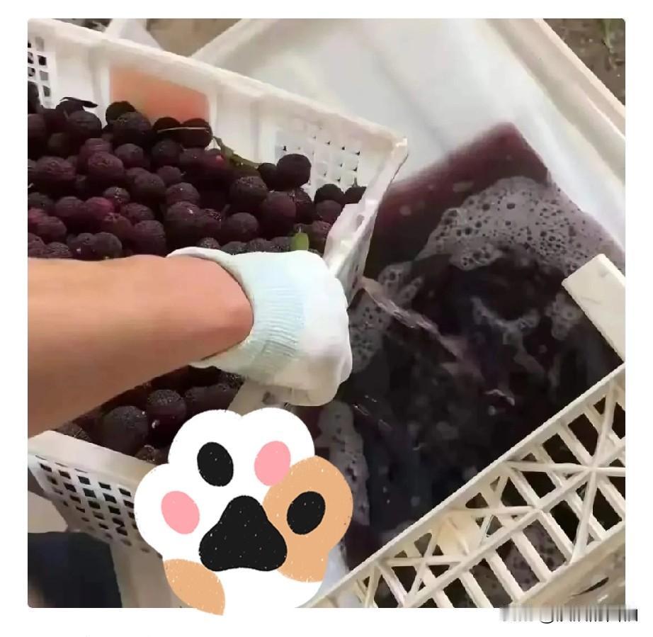 今年杨梅上市闹出泡药水风波，实在让人心里不舒服。少数黑心中间商为了好保存、卖相好