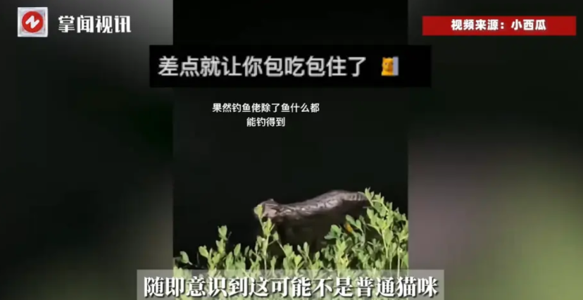 “细思极恐！”近日，陕西一女子去河边夜钓，结果，却在河里看到一只猫咪，她赶紧用渔