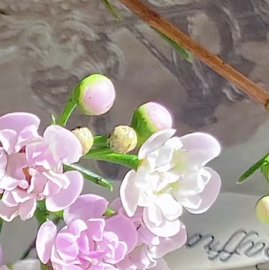 0000重瓣腊梅种植一、土壤选择与准备：选择背风向阳、土层深厚、排水良好的微酸性