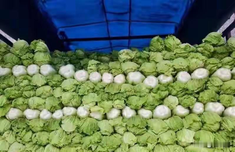 毒杨梅刚过，甲醛白菜又来：央媒罕见发飙，食品安全整治动真格了杨梅上市的季节，