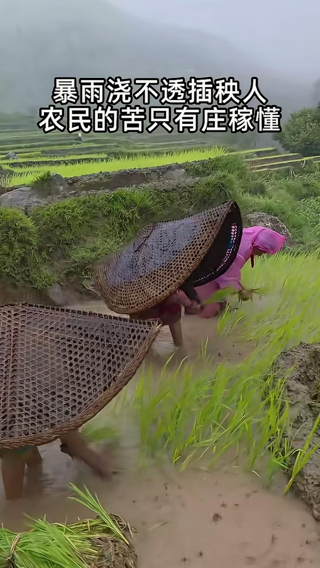 暴雨天背着“蚌壳”插秧，着实让人长见识！暴雨淋不透插秧人，农民的艰辛唯有庄稼知